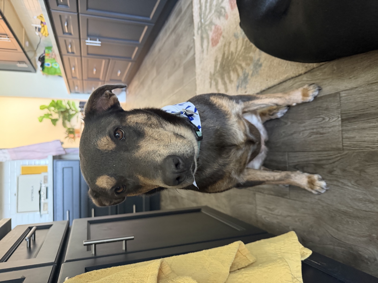Shepherd mix posing in his fresh club bandana