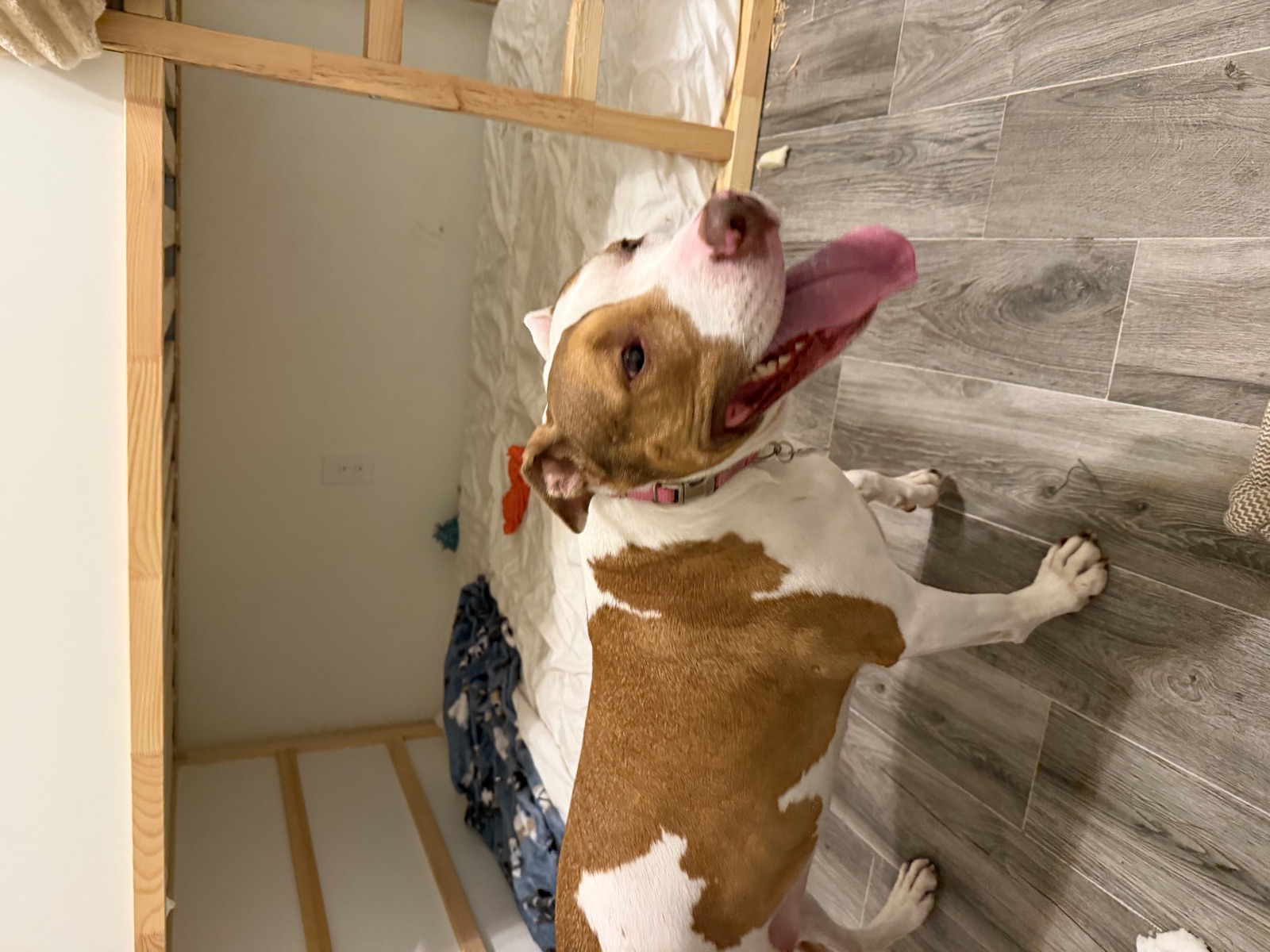 Happy pittie hanging out by the club bunk bed