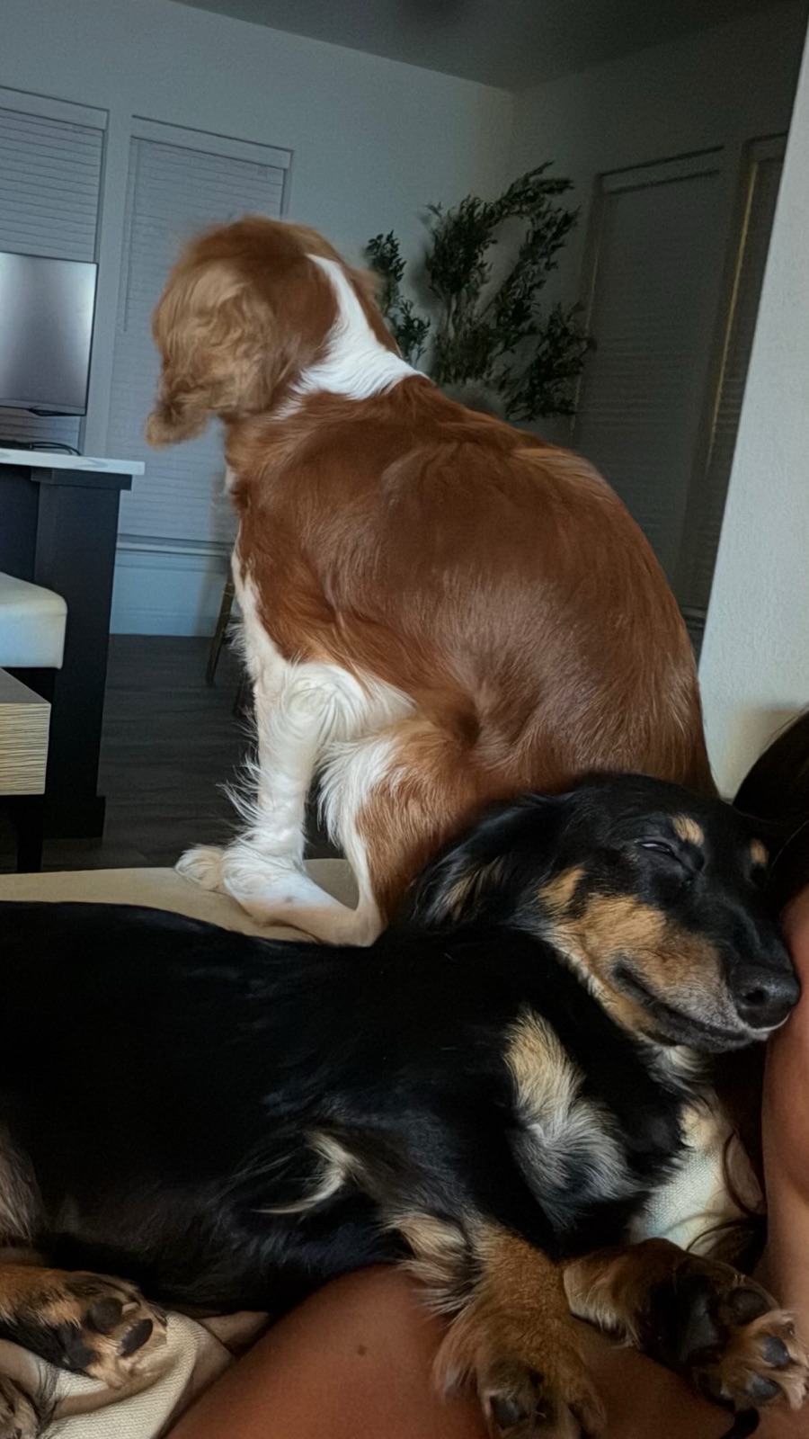 Cavalier and a sleepy dachshund sharing the couch