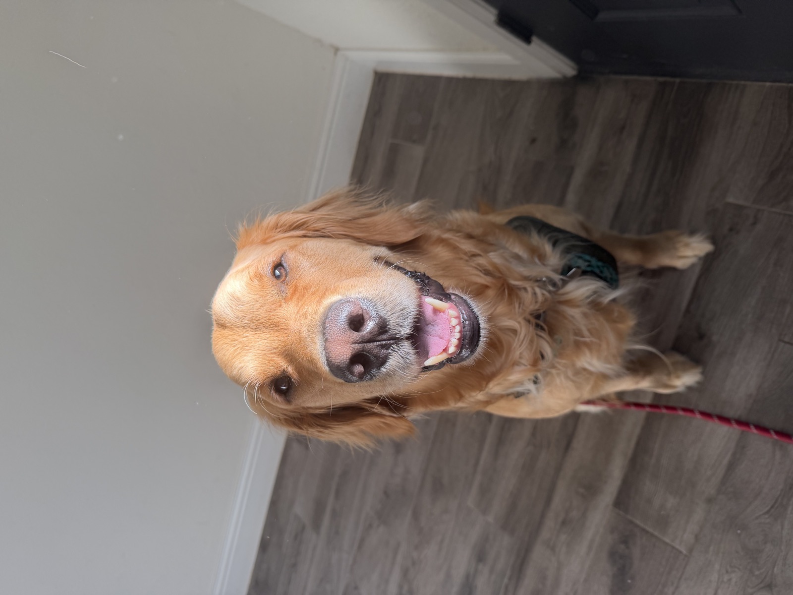 Golden retriever grinning up at the camera in the entryway