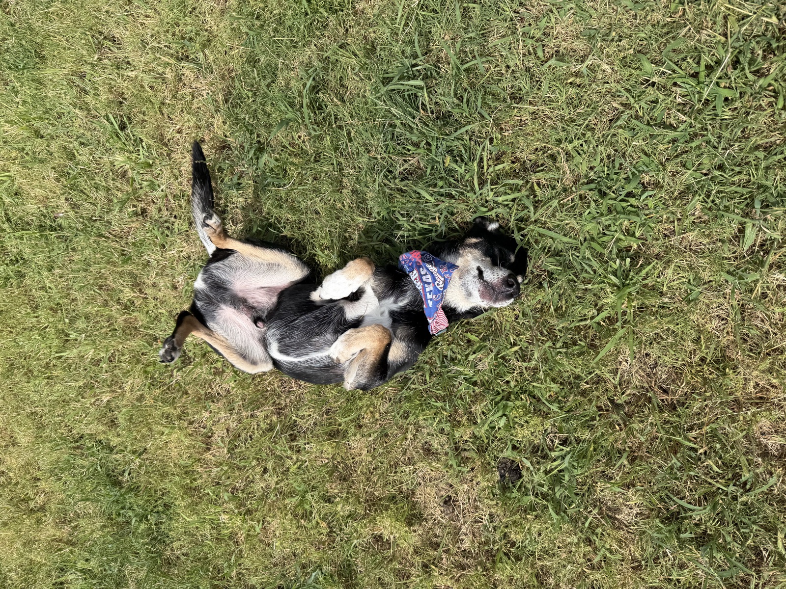 Heeler mix rolling on his back in the grass