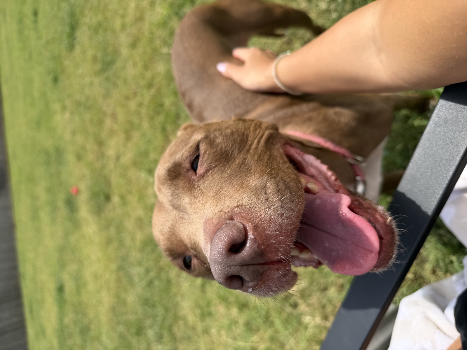 Blissed-out pittie getting neck scratches in the sun