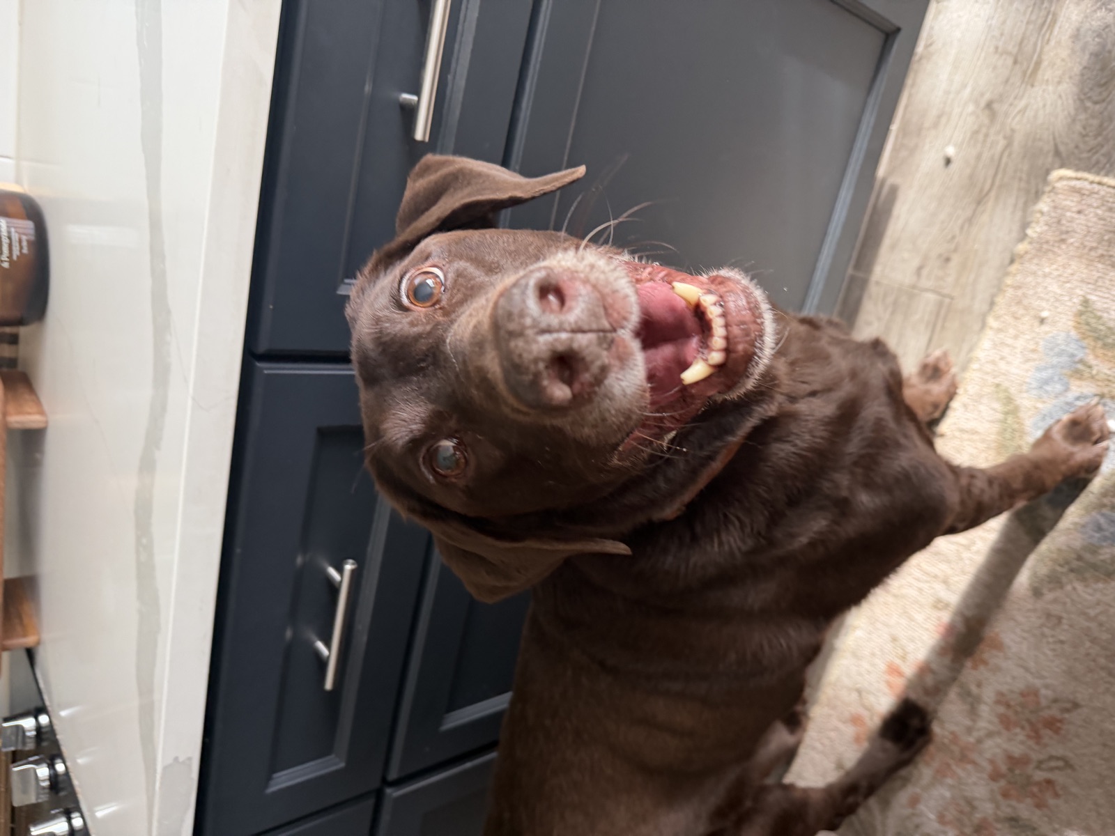Chocolate lab smiling wide in the kitchen