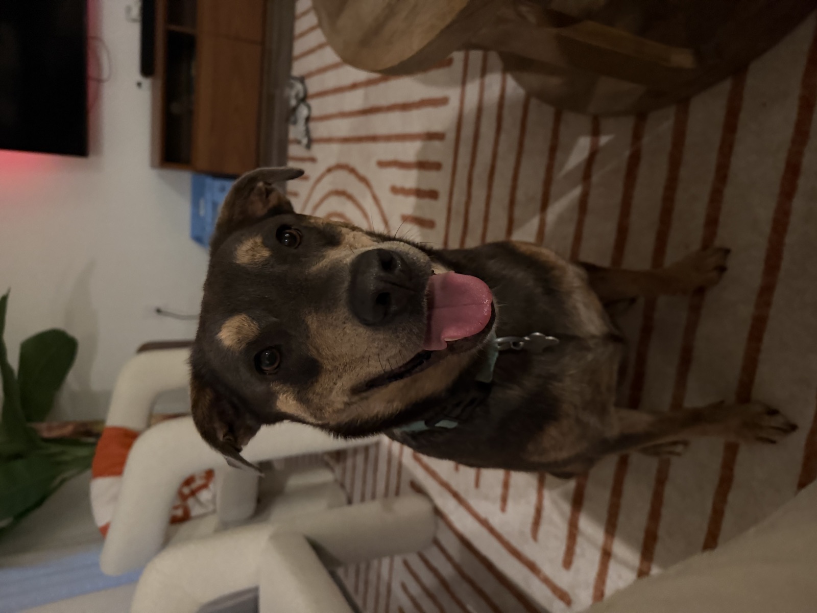 Shepherd mix grinning in the living room