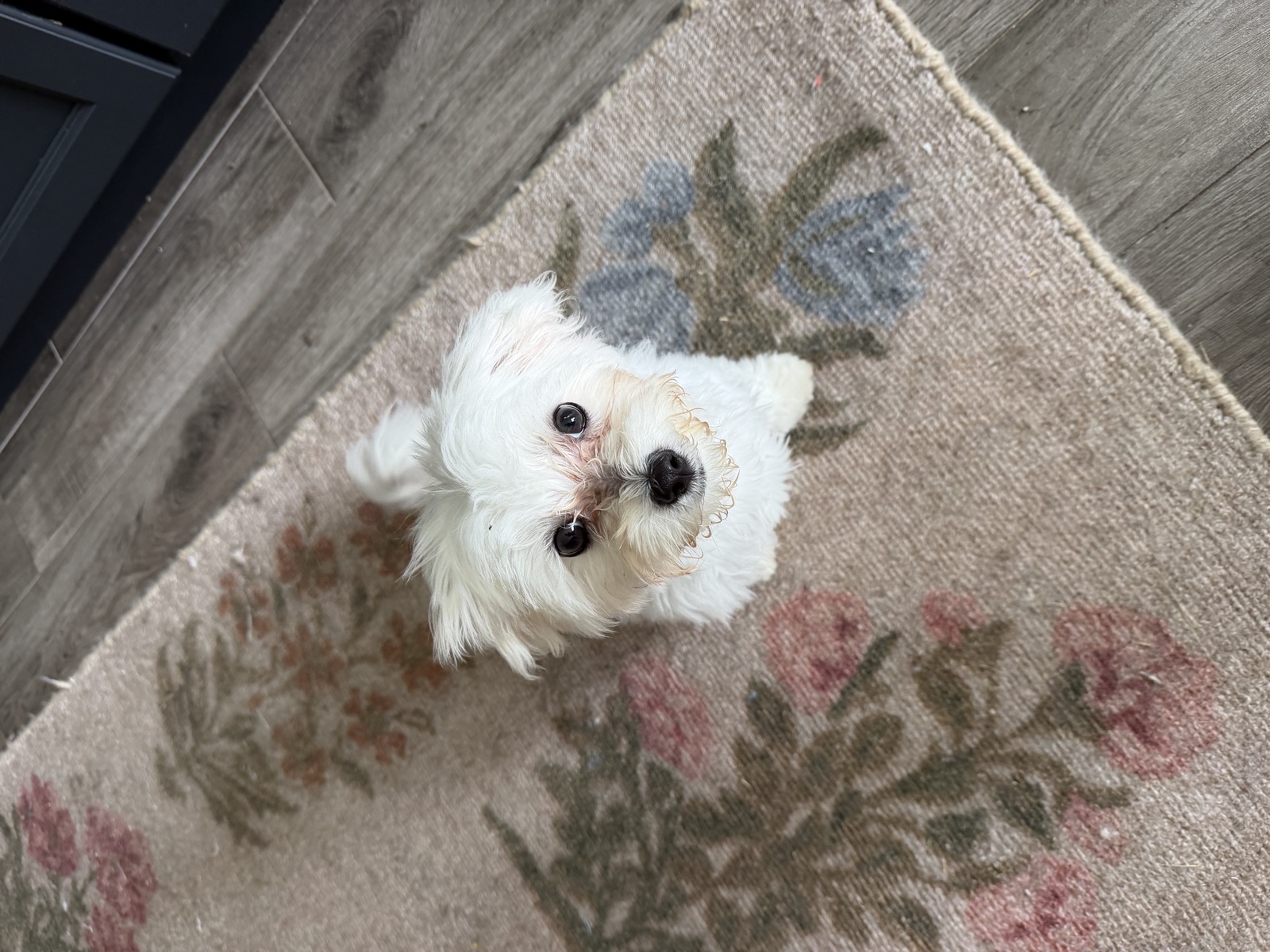 Tiny Maltese puppy sitting politely on the rug