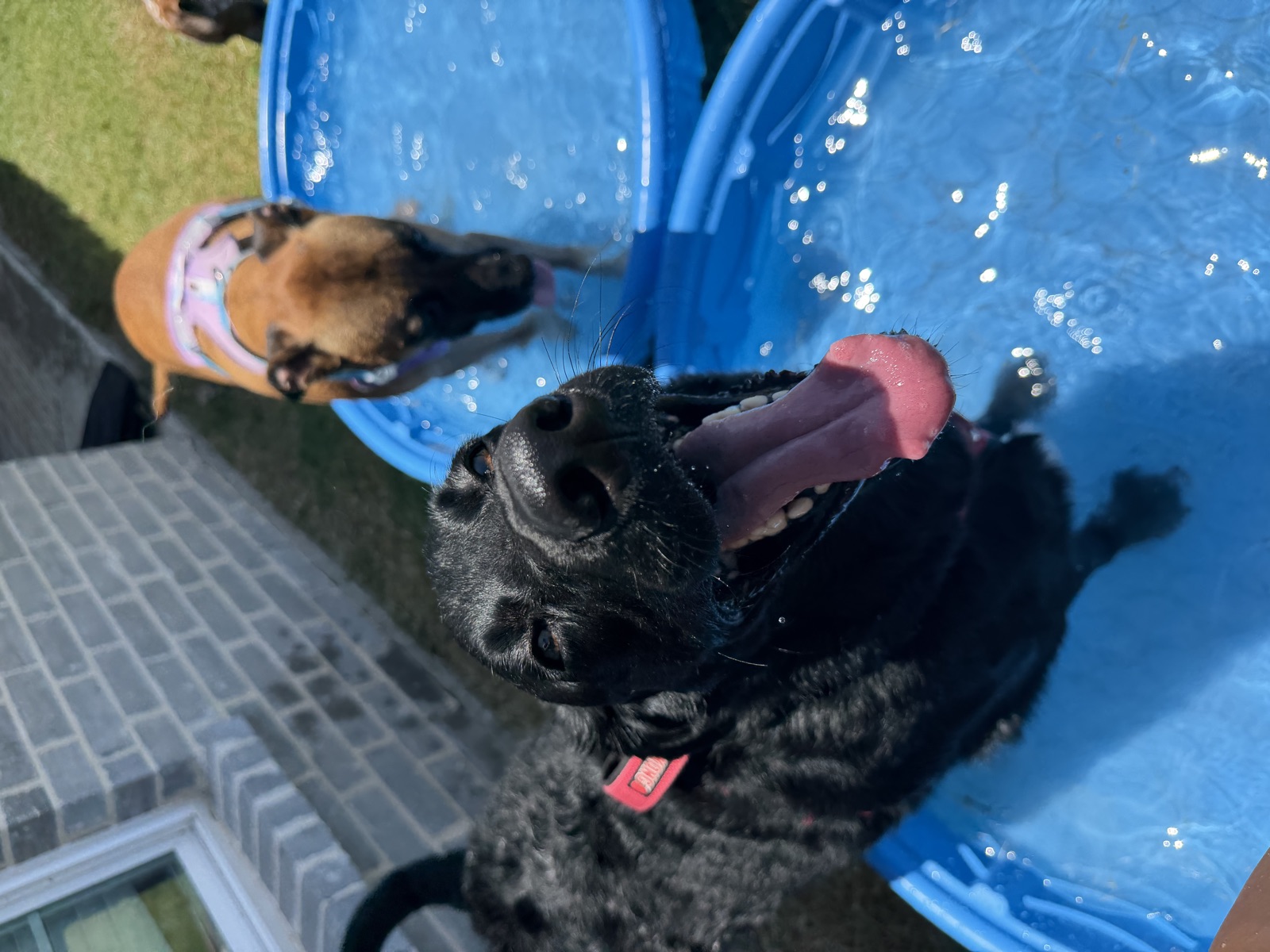 Black lab beaming mid pool day with a friend splashing behind
