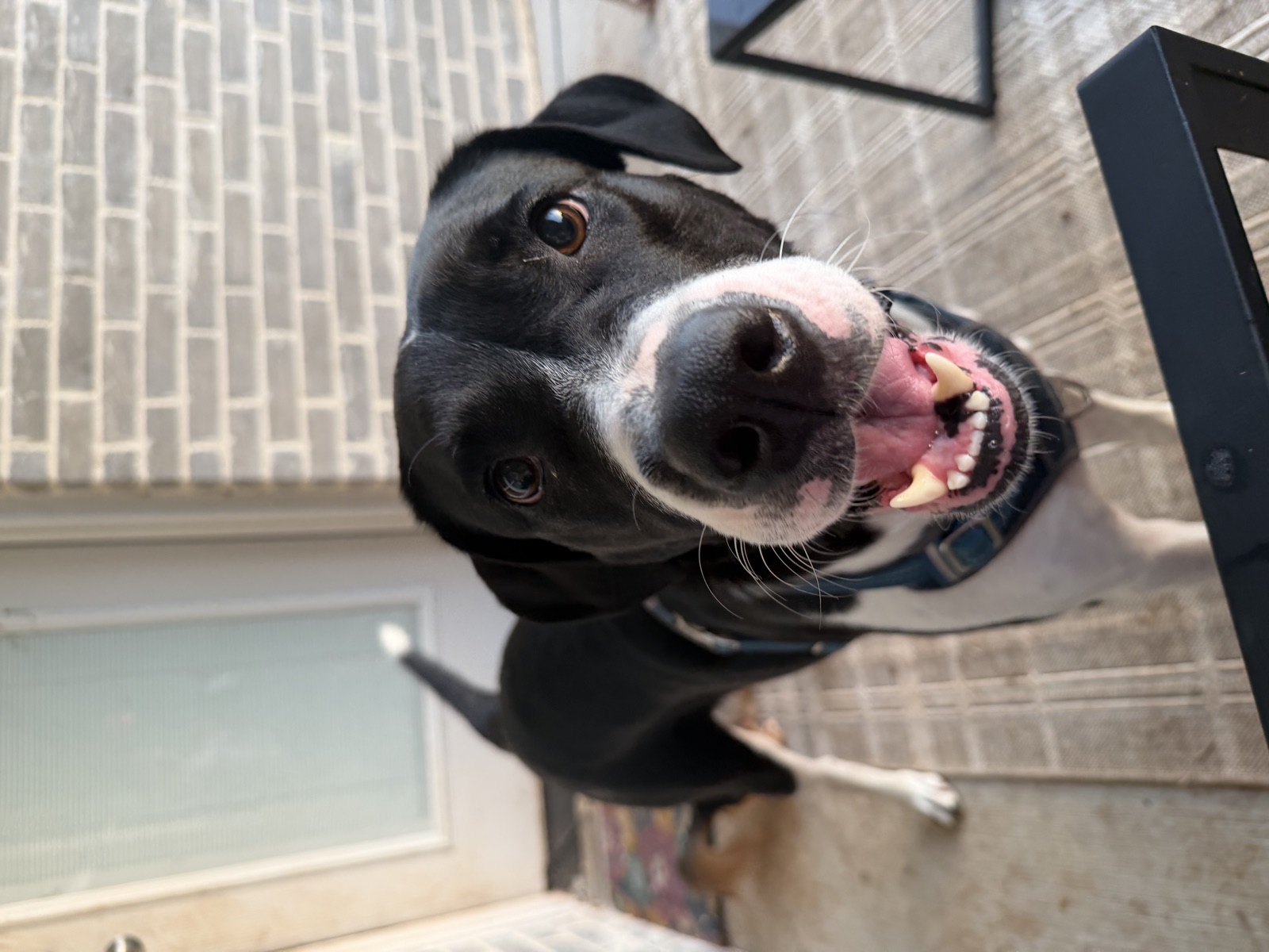 Black and white lab mix smiling on the porch
