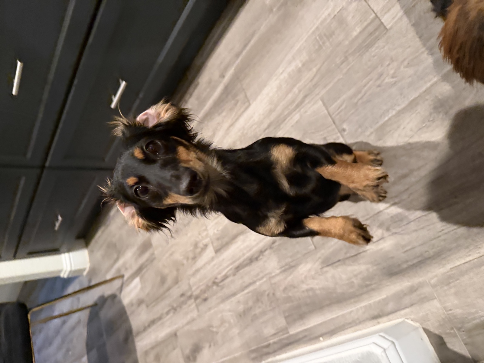 Dachshund puppy standing on her hind legs for a treat