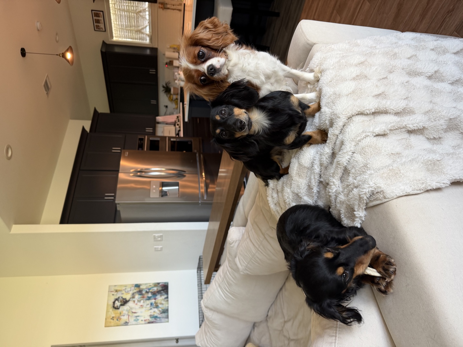Two dachshunds and a Cavalier holding down the couch