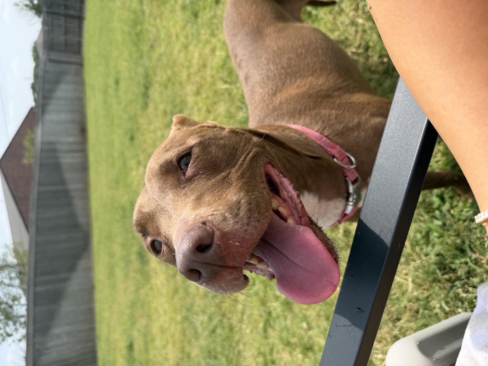 Smiling pittie with a pink collar in the backyard